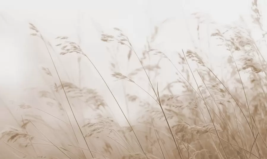 Fototapeedid Põllu rohi udusel koidikul w02250