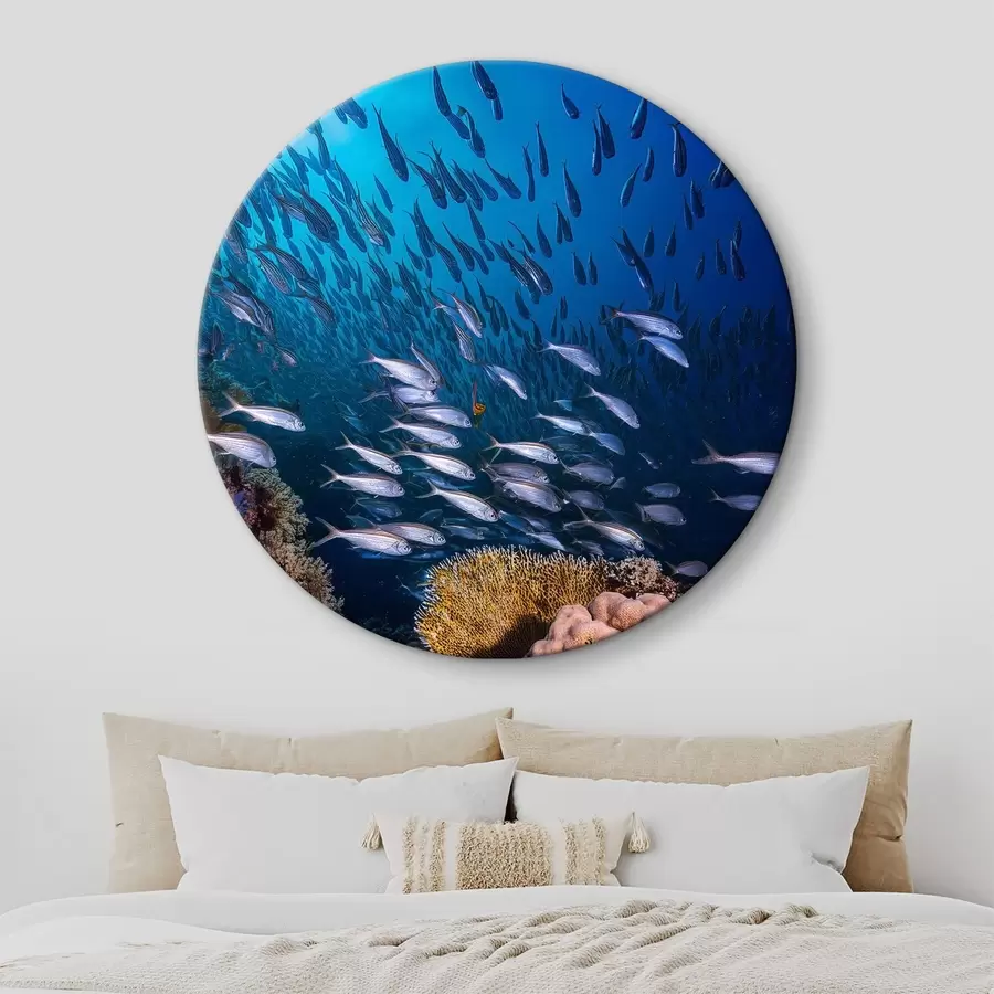 Pilt palju väikseid kalu korallide lähedal r39625