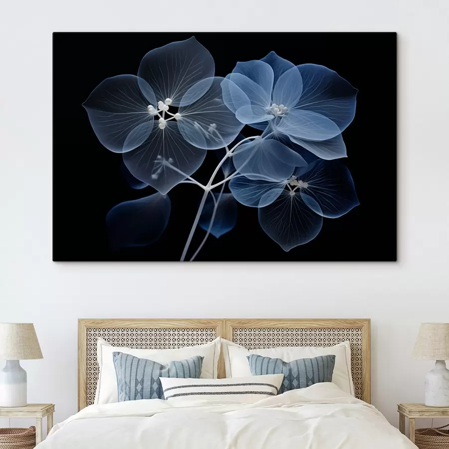 Pilt Läbipaistev sinine hortensialill siniste õite ja õrna varrega mustal taustal s43395