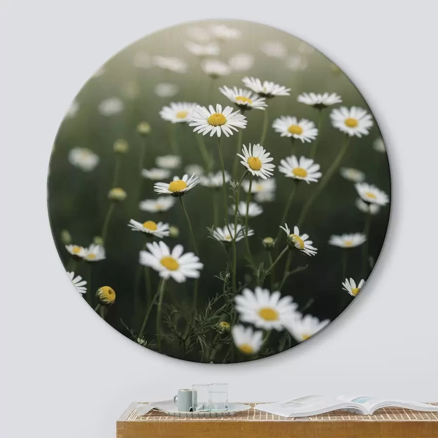 Pilt Daisy väli fookusest väljas rohelise taustaga r44898