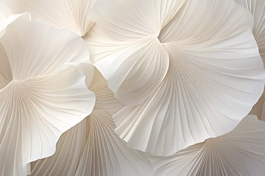 Fototapeedid kroonlehed, lilled, valge, kreemjas, tekstuur, õrnus, dekoratiivsus w04216