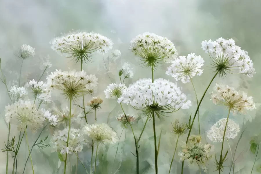 Fototapeedid õrnad valged metslilled Queen Anne, maalilises stiilis, rohelised toonid w04313