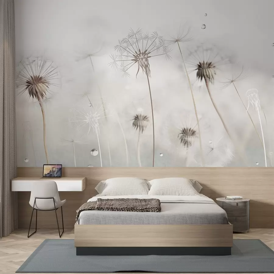 Fototapeedid Vesi tilkadega võililled, valge taust, lähivõte, pehme valgus, loodus, botaanika, õhuline, delikaatne, minimalistlik w09399