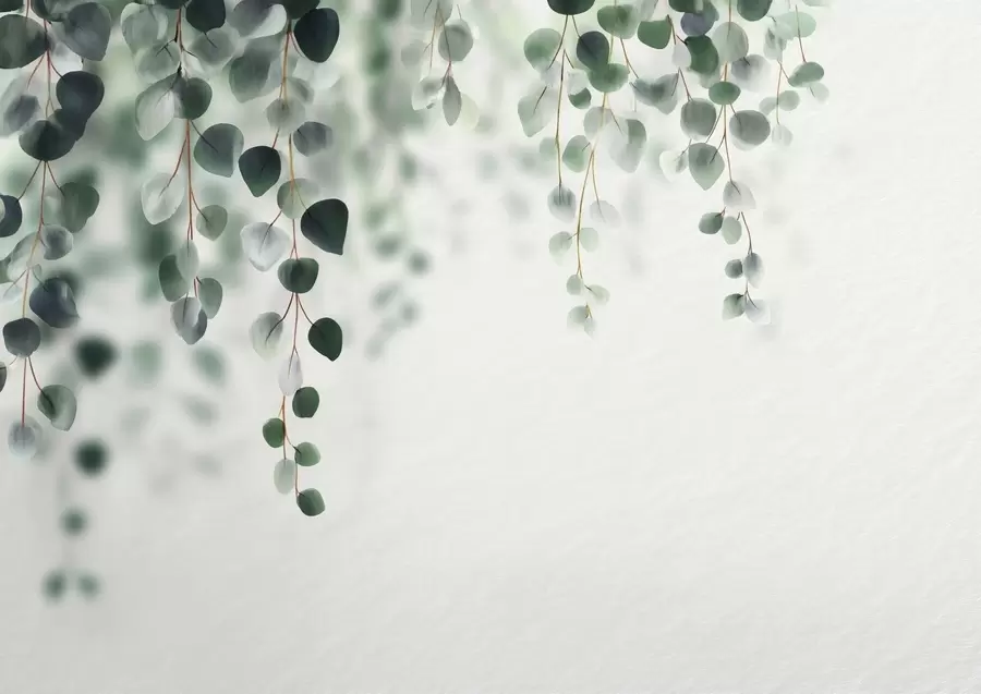 Fototapeedid Langev eukalüptus heledal taustal w04393