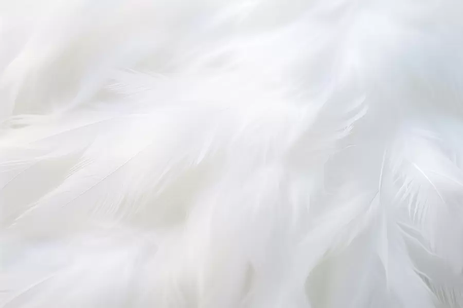 Fototapeedid Pehmed valged suled, kerge tekstuur w04442