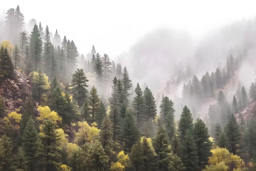 Fototapeedid Atmosfääriline udune männimets mägedes w09463