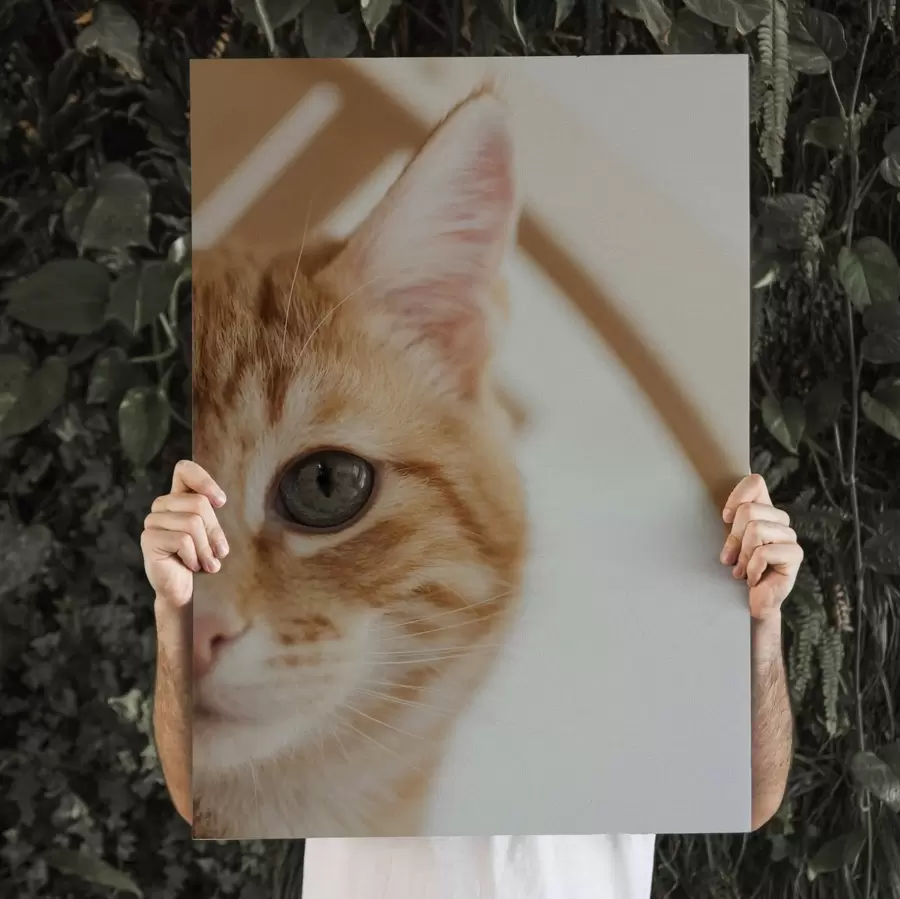 Pilt Teie kassi foto lõuendil s47220