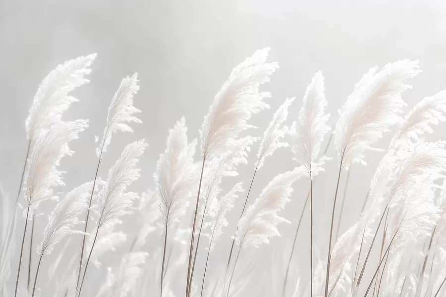 Fototapeedid Pehme valge pampasrohi õrnas hommikupäikeses w09717