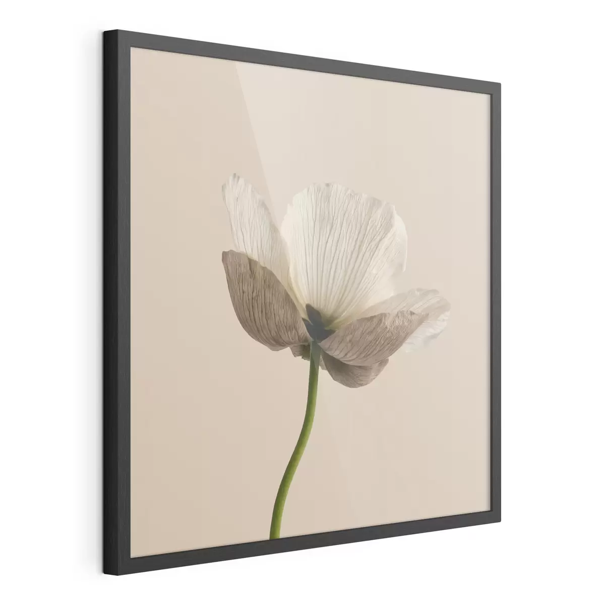 Plakat Minimalistlikus stiilis õrn lill läbipaistvate kroonlehtedega beeži taustal f49718