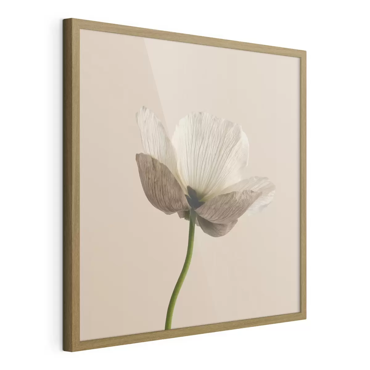 Plakat Minimalistlikus stiilis õrn lill läbipaistvate kroonlehtedega beeži taustal f49718