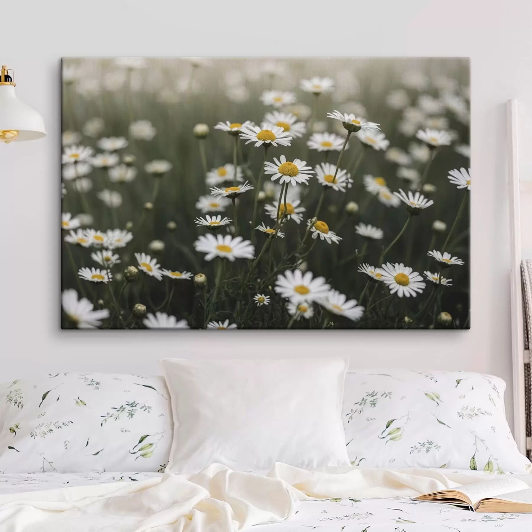 Pilt Valgeid margriite, millel on kollased südamikud, täis põld s50588