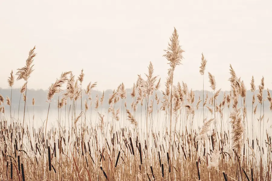 Fototapeedid Pilliroog ja kassisaba u44598