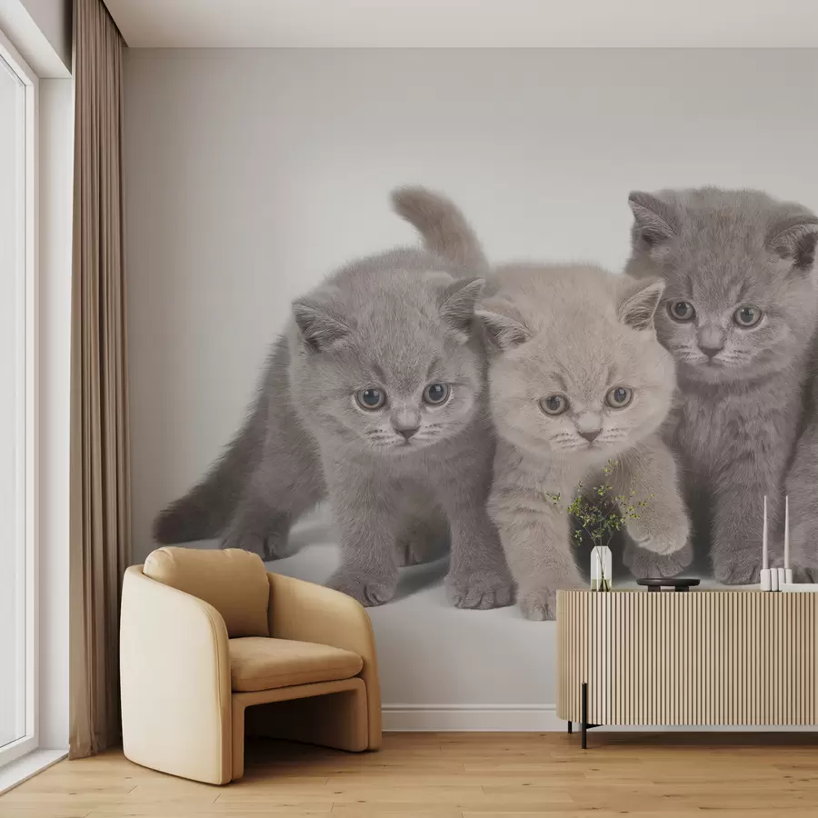 Pilt Silm, kass ja lihasööja u55076