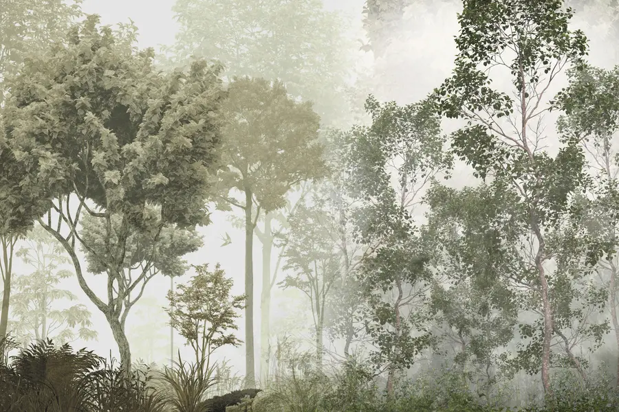 Fototapeedid Troopilised puud ja lehed udus metsas u97402