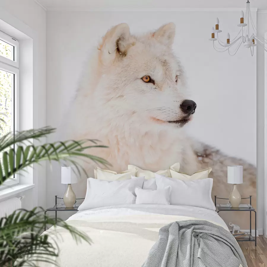 Fototapeedid Arktiline hunt valgel taustal u98189