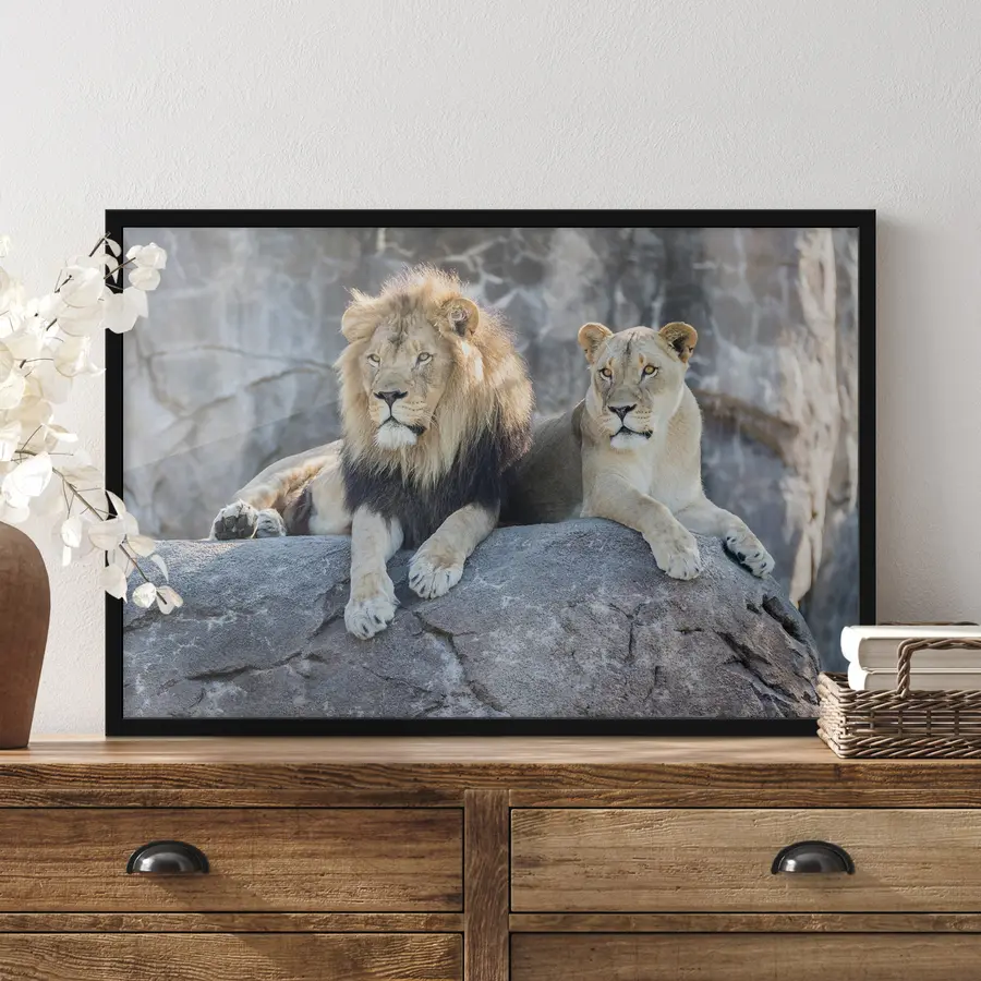 Fototapeedid Rahulikult koos puhkavad majesteetlikud lõvid f15278